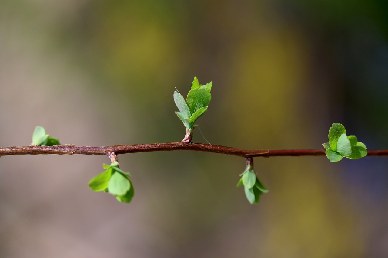 Scopri di più sull'articolo La pazienza: il secondo passo verso la Mindfulness